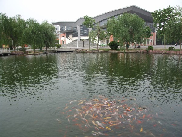 金魚戲水